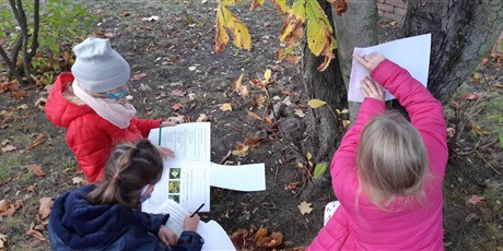 Powiększ grafikę: dzieci uczą się rozpoznawać drzewa