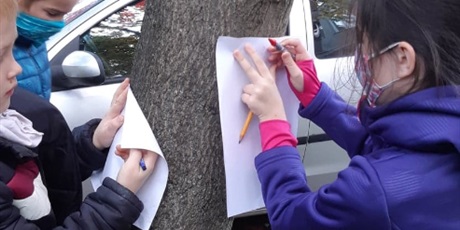 Powiększ grafikę: dzieci uczą się rozpoznawać drzewa